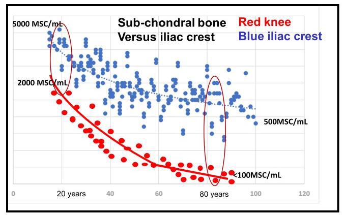 Graph from Hernigou study showing age-related stem cell concentration and healing potential
